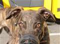 Dogs win people’s hearts during supermarket visit