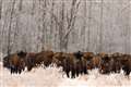 European bison see fortunes improve with conservation help