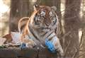 Well-known tiger dies of old age