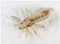 Children sent to school infested with lice