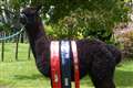 Minister urged not to kill alpaca Geronimo ‘in front of the whole world’