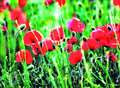 Poppy fields to be sown