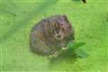 Endangered water voles released in Yorkshire woodland nature scheme