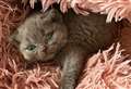 Kitten dumped 'cold and alone' dies