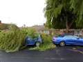 Falling willow damages car