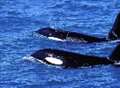 Killer whales reported off Folkestone