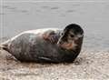 Seal flops onto beach at Herne