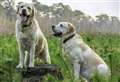 Dog thefts rise in Kent