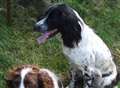 Gundogs stolen from car