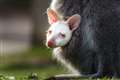 Super-cute albino walla-baby set to delight visitors when wildlife park reopens