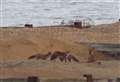 Rare footage emerges as foxes frolic on beach