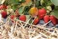 Fears for fruit farms as virus spreads
