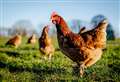 Villages placed in surveillance zone after bird flu outbreak