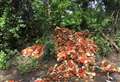 Hundreds of oranges dumped at roadside