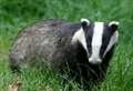 RSPCA praises police role in catching badger baiters