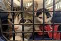 Family of cats found dumped in woodland in scorching weather