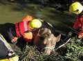 Life-saving firemen are Diamond's best friends