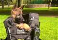 International Dog Day: Kent Police's top dogs