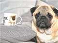 'Hey Tesco, that's my pug on your mug!'