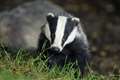 Go-ahead for cattle TB vaccine trials as strategy shifts from badger culls