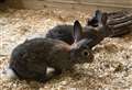 Rabbits found dumped in cardboard box