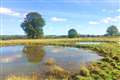 Dig ponds in countryside to boost rare wetland plants, experts urge