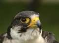 Kent's high bird crime rate