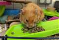 Hamster cruelly locked in ball and dumped near bins