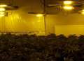 Cannabis 'factories' shut down in police swoops