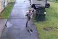 ‘A complete surprise’: Bear scares principal by jumping out of bin at US school