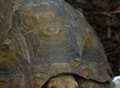 Lack of evidence over tortoise killing