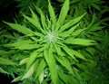 Police swoop on another cannabis factory