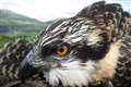 Police following ‘number of inquiries’ in hunt for osprey nest vandals