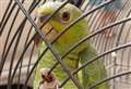 Parrot stuck in cage during blaze