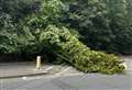 Fallen tree blocks road