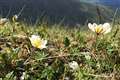 ‘Precarious populations’ of Lake District flower boosted by seeds from Highlands