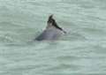 Police determined to protect Dave the dolphin