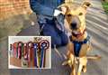 Abandoned dog finds new life as sporting champ