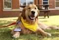 Sadness as hospital therapy dog unable to return