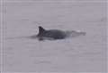 Porpoise spotted swimming near Kent town pier