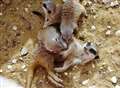 Baby meerkats at Port Lympne