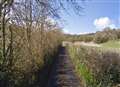 Fallen tree blocks road