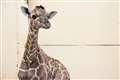 Baby giraffe named Margaret in honour of first Covid vaccine patient