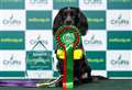 Assistance dog wins big at Scruffts