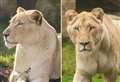 White lioness sisters to join Kent animal park