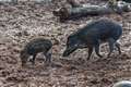 One of the world’s rarest pigs to celebrate first Mother’s Day with newborn