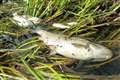 Thames Water sewage leak killed hundreds of fish on tributary