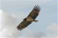 ‘A truly magnificent sight’: bearded vulture seen in UK for second time