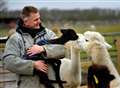 Baby alpaca is born at Hartlip