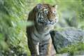 Zoo keepers hope romance will blossom for endangered tiger
